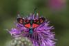 Zygaena transalpina